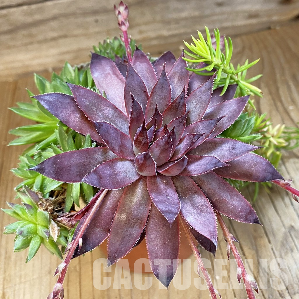 SH35963 Sempervivum mix (cold-resistant)