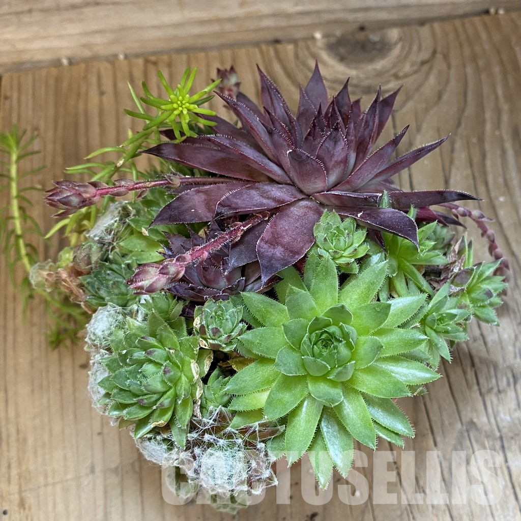 SH35963 Sempervivum mix (cold-resistant) - Image 2