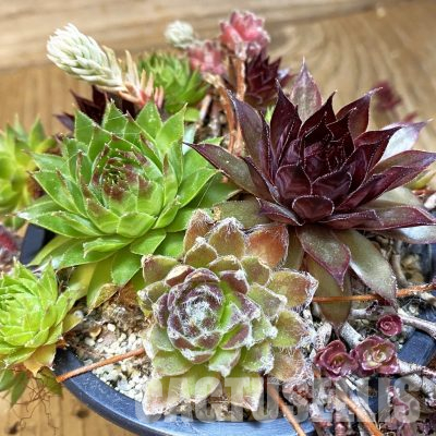 SH35964 Sempervivum mix (cold-resistant)