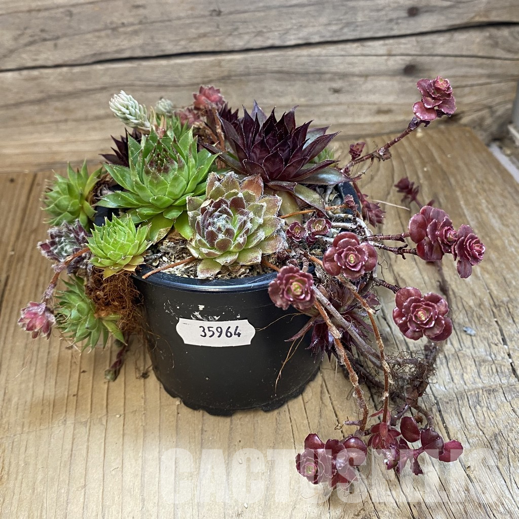 SH35964 Sempervivum mix (cold-resistant) - Image 2