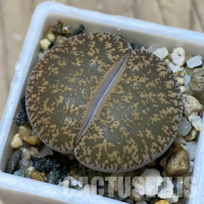 SH35872 Lithops lesliei v. venteri