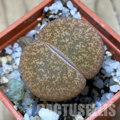 SH35873 Lithops lesliei v. albinica x Lithops lesliei v. minor