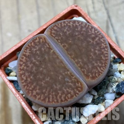 SH35874 Lithops hookeri v. marginata