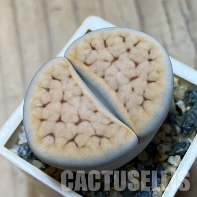 SH35876 Lithops karasmontana