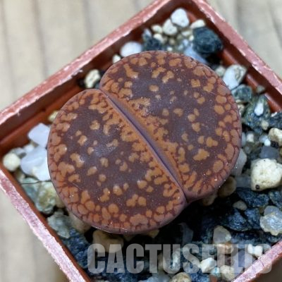 SH35877 Lithops aucampiae