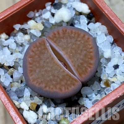 SH35879 Lithops hallii v. ochracea
