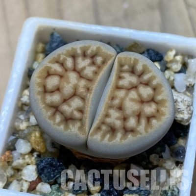 SH35880 Lithops karasmontana