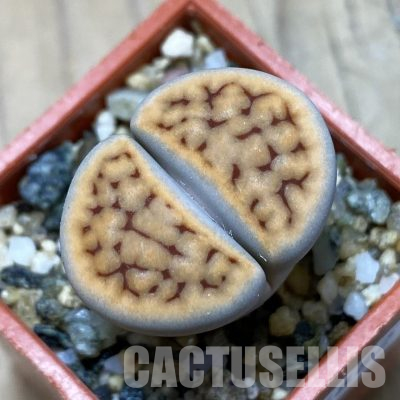 SH35882 Lithops karasmontana