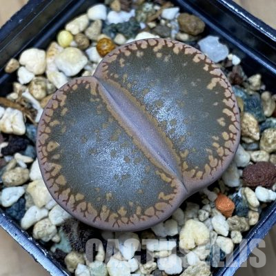 SH35862 Lithops aucampiae 'Kuruman form'