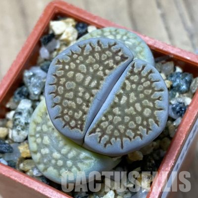 SH35883 Lithops hallii C 174