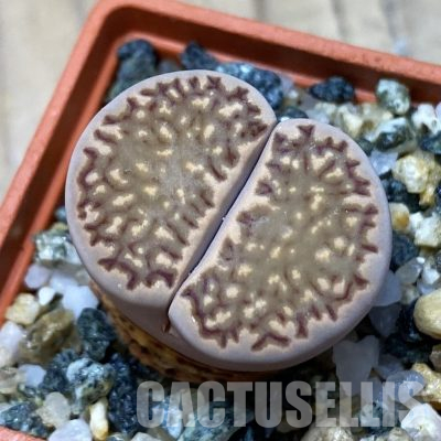 SH35884 Lithops hallii -Geelkop-