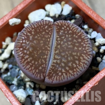 SH35885 Lithops aucampiae ssp. euniceae