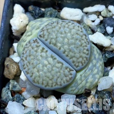 SH35886 Lithops hallii