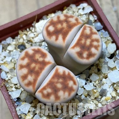 SH35887 Lithops karasmontana v. summitatum
