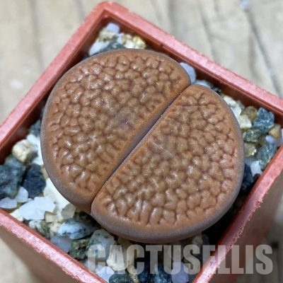 SH35888 Lithops hookeri