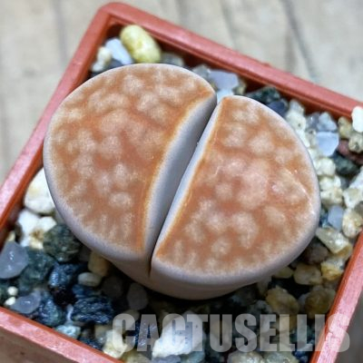 SH35889 Lithops karasmontana -Grunau-