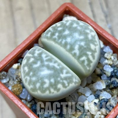 SH35890 Lithops marmorata