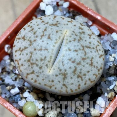 SH35891 Lithops pseudotruncatella