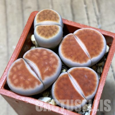 SH35892 Lithops karasmontana 'Top Red' 4 plants, seedling