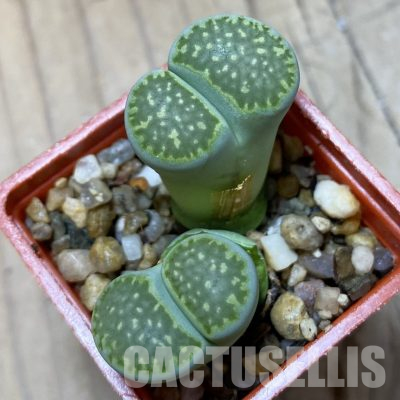 SH35893 Lithops salicola 'Malachite'