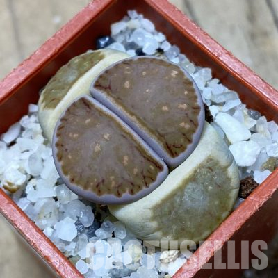 SH35894 Lithops julii 'Kikushogiyoku' hybrid