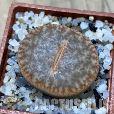 SH35895 Lithops pseudotruncatella