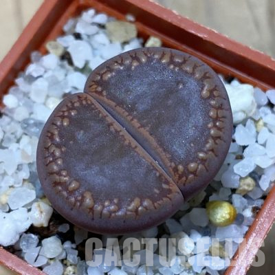 SH35896 Lithops aucampiae ‘Buys Wiese’