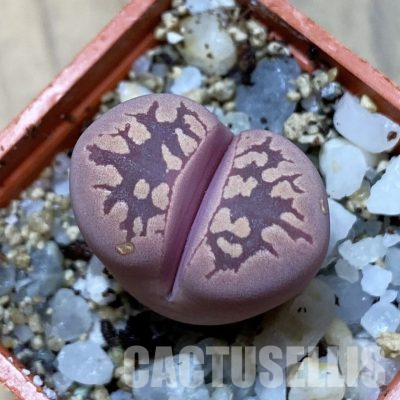 SH35897 Lithops otzeniana ‘Cesky Granat’
