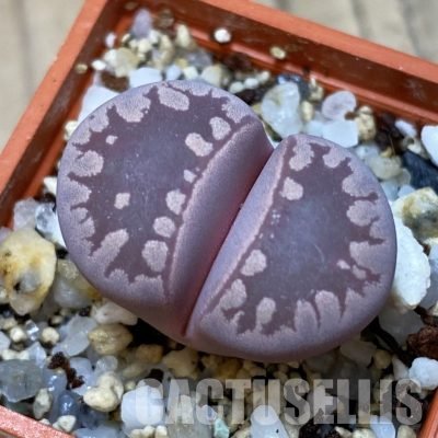 SH35901 Lithops otzeniana ‘Cesky Granat’