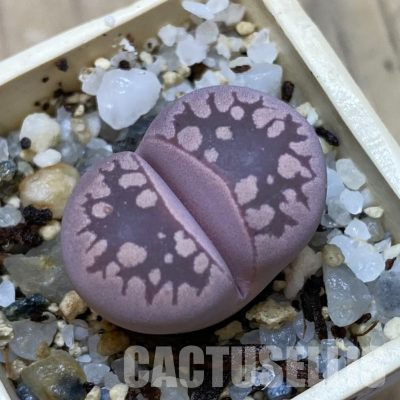 SH35903 Lithops otzeniana ‘Cesky Granat’
