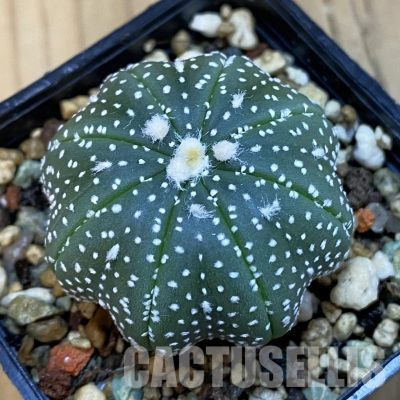 SH35968 Astrophytum asterias ‘Star Shape’