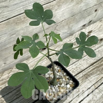 SH35998 Adenia glauca