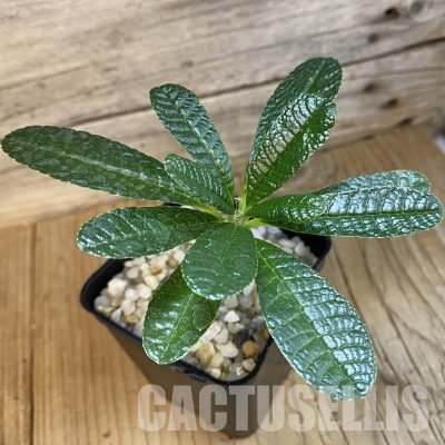 SH35999 Dorstenia gigas