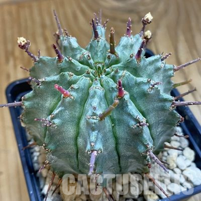 SH36000 Euphorbia horrida -Japan-