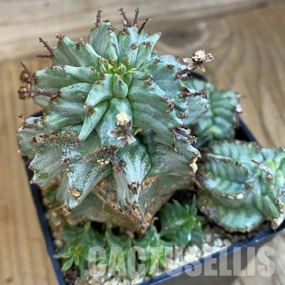SH36001 Euphorbia horrida f. monstrosa hybrid