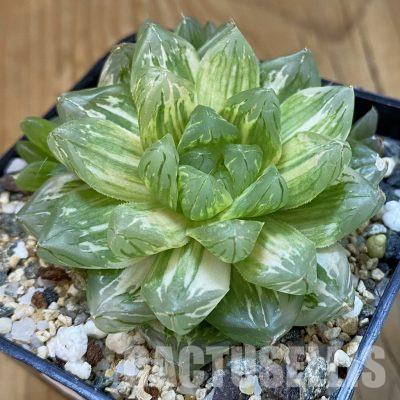 SH36003 Haworthia obtusa f. variegata