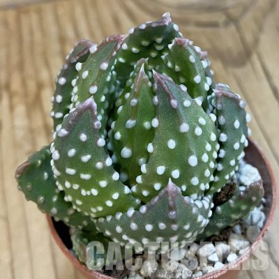 SH36005 Haworthia pumila, compact form