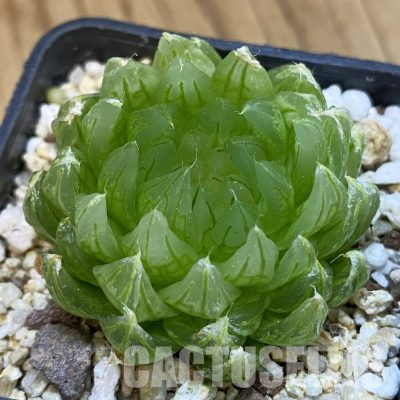 SH36006 Haworthia ‘Sakura’
