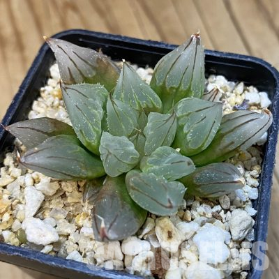 SH36007 Haworthia cooperi ‘West Asia Tsuen’