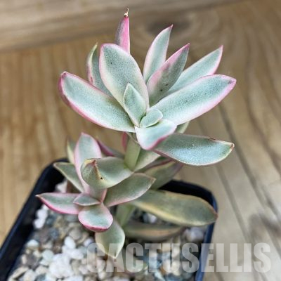 SH36008 Crassula rubricaulis ‘Candy Cane’