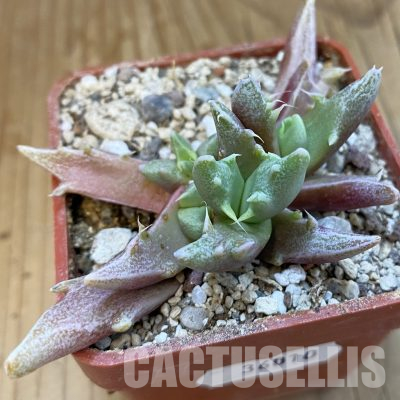 SH36010 Faucaria sp. 'Italy' f. monstrosa