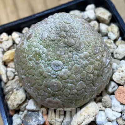 SH36013 Pseudolithos migiurtinus