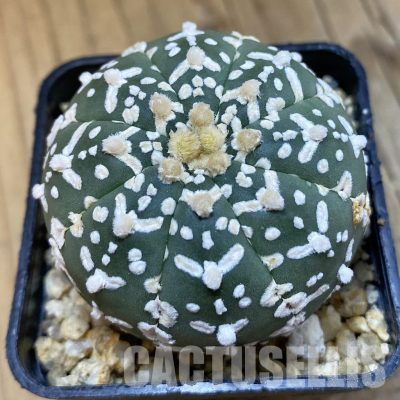 SH36015 Astrophytum asterias ‘Super Kabuto’ V-type f. nudum
