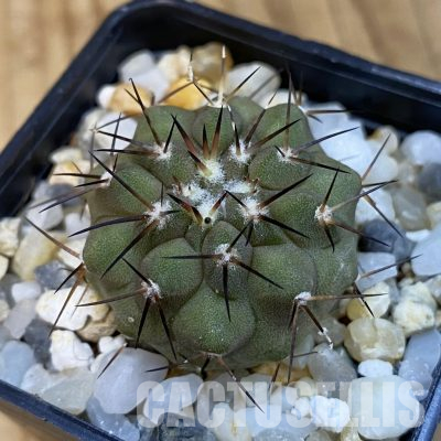 SH35970 Copiapoa cinerea PHA 3026, seedling