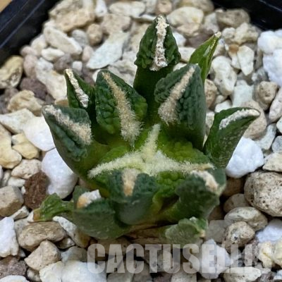 SH36018 Ariocarpus kotschoubeyanus v. elephantidens x Ariocarpus fissuratus ‘Godzilla’, own roots seedling