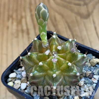 SH36020 Gymnocalycium mihanovichii ‘Neon’ hybrid