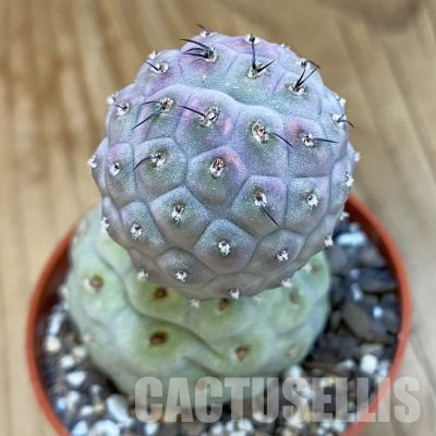 SH36023 Tephrocactus geometricus