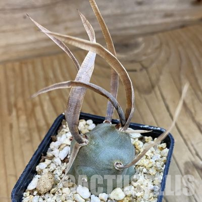 SH36025 Tephrocactus articulatus v. papyracanthus