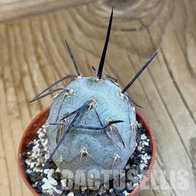 SH36026 Tephrocactus alexanderi