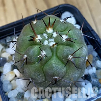 SH35971 Copiapoa cinerea PHA 2945